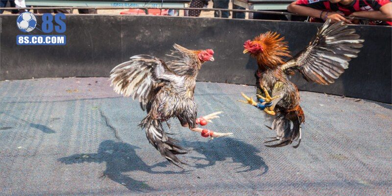 Điểm qua các hình thức đá gà 8s hiện có