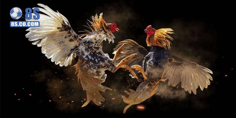 Trình tự các bước trong một trận đấu đá gà 8s